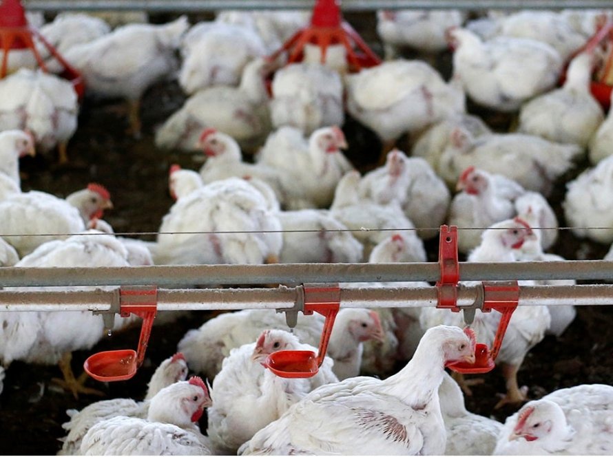 Exportação de carne de frango apresenta recuperação em agosto/25 com aumento de 16% no volume exportado