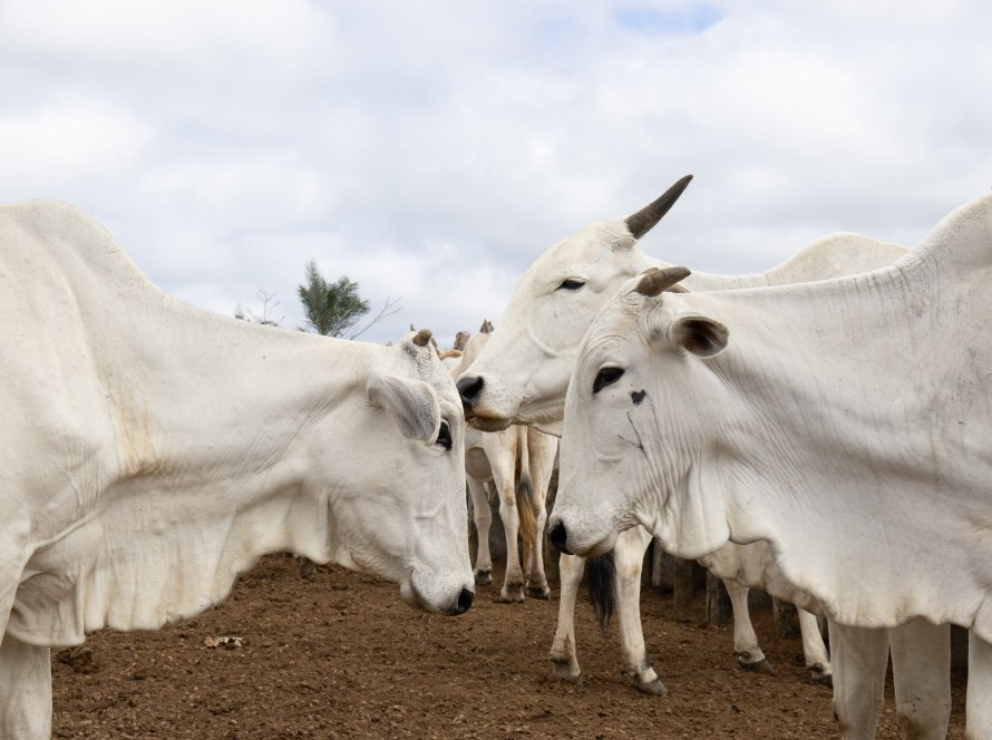 Exportações brasileiras de carne bovina batem recorde em julho, em meio ao tarifaço dos EUA