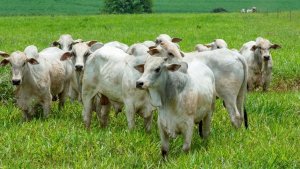 Exportações de carne bovina sobem 34,7% em agosto
