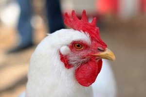 Exportações de carne de frango fecham julho próximo de 400 mil tons