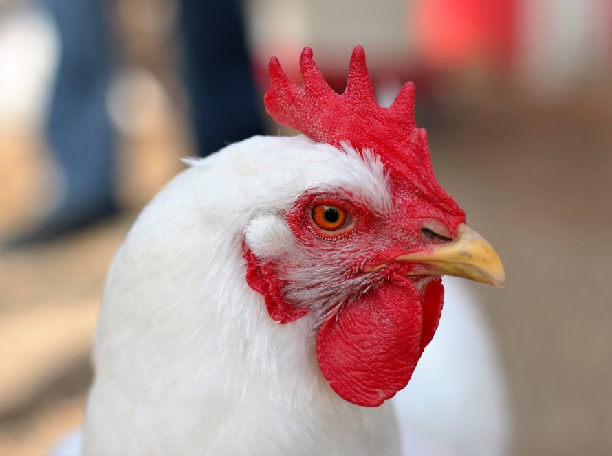 Exportações de carne de frango fecham julho próximo de 400 mil tons