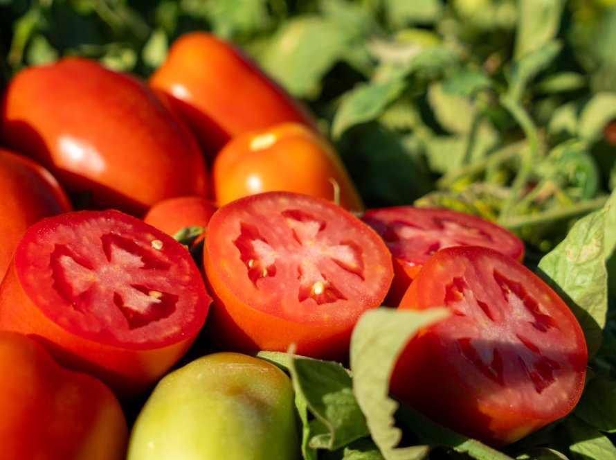 México fixa preços mínimos de exportação para tomates frescos após fim de acordo com EUA