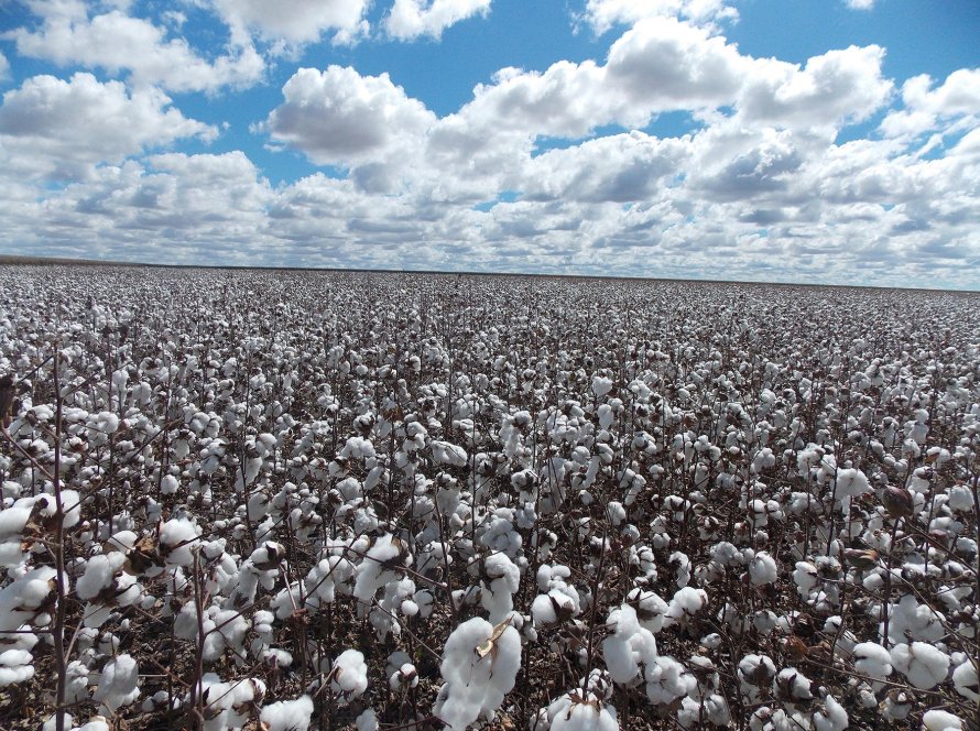 Modelo de produção de algodão na Bahia impressiona produtores australianos
