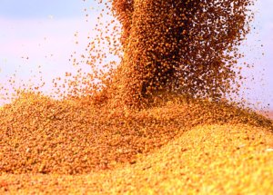 O que está por trás do salto esperado na produção brasileira de soja