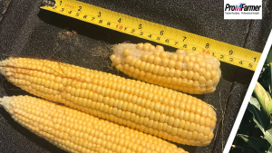 Pro Farmer Crop Tour: Ohio e Dakota do Sul são primeiros estados visitados e têm produtividade maior de soja e milho