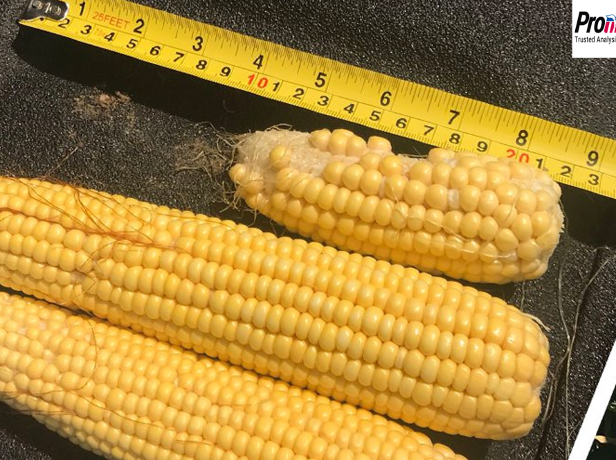 Pro Farmer Crop Tour: Ohio e Dakota do Sul são primeiros estados visitados e têm produtividade maior de soja e milho