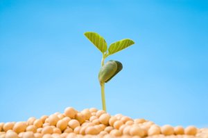 Produtores de soja do Brasil e Bayer entram em conflito sobre incentivos a multiplicadores de  sementes
