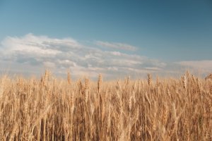 Safra de trigo 2025/26 dependerá do clima nos próximos meses