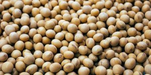 Soja de lado em Chicago nesta 2ª feira, com mercado ainda pressionado pelos fundamentos