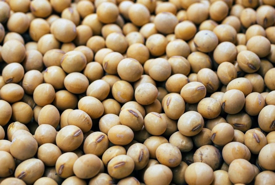 Soja de lado em Chicago nesta 2ª feira, com mercado ainda pressionado pelos fundamentos