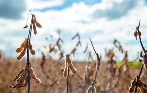 Soja tem mais um pregão de estabilidade e preços abaixo dos US$ 10 por bushel em Chicago nesta 6ª feira