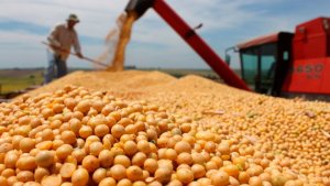 StoneX vê aumento de 5,6% na nova safra de soja do Brasil