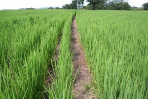 Arroz começa a ser semeado no Rio Grande do Sul