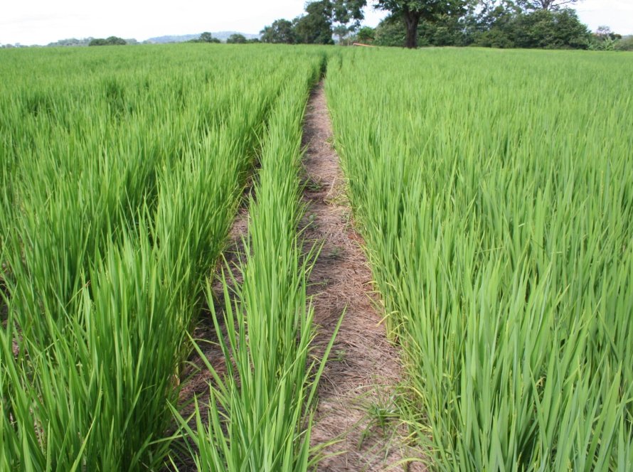Arroz começa a ser semeado no Rio Grande do Sul