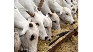 Brasil amplia fronteiras na exportação de nutrição animal, mirando Angola e França