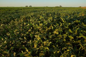 Calor acima da média e chuvas irregulares elevam riscos para a safra de soja no Centro-Oeste e Matopiba