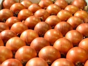 Cebola/Cepea: Exportações caem fortemente no ano