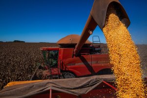Colheita do milho safrinha e da soja para sementes surpreende no Tocantins