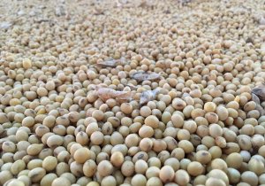 Comercialização antecipada de soja de MT segue atrasada, aponta Imea