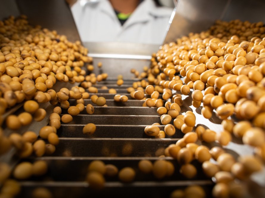 Como o melhoramento genético da soja evoluiu para mais produtividade e resistência