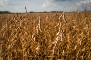 Em 3ª feira de aversão ao risco e queda generalizada para as commodities, soja perde mais de 1% em Chicago