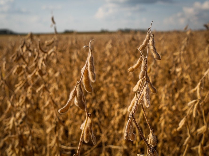 Em 3ª feira de aversão ao risco e queda generalizada para as commodities, soja perde mais de 1% em Chicago