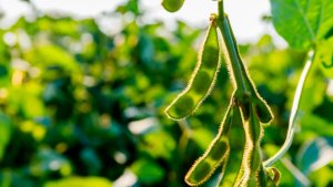 Emater vê queda na área com soja no RS, mas salto na produtividade com clima melhor