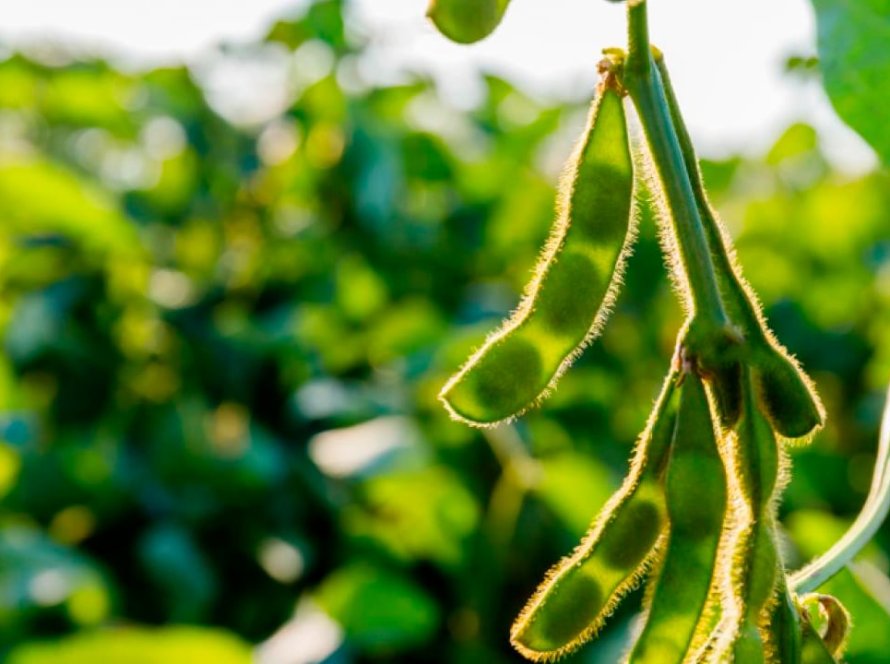 Emater vê queda na área com soja no RS, mas salto na produtividade com clima melhor