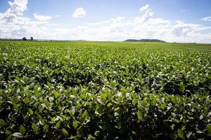 Expansão de área plantada de soja com Brasil deve ser "limitada" em 25/26, diz Rabobank