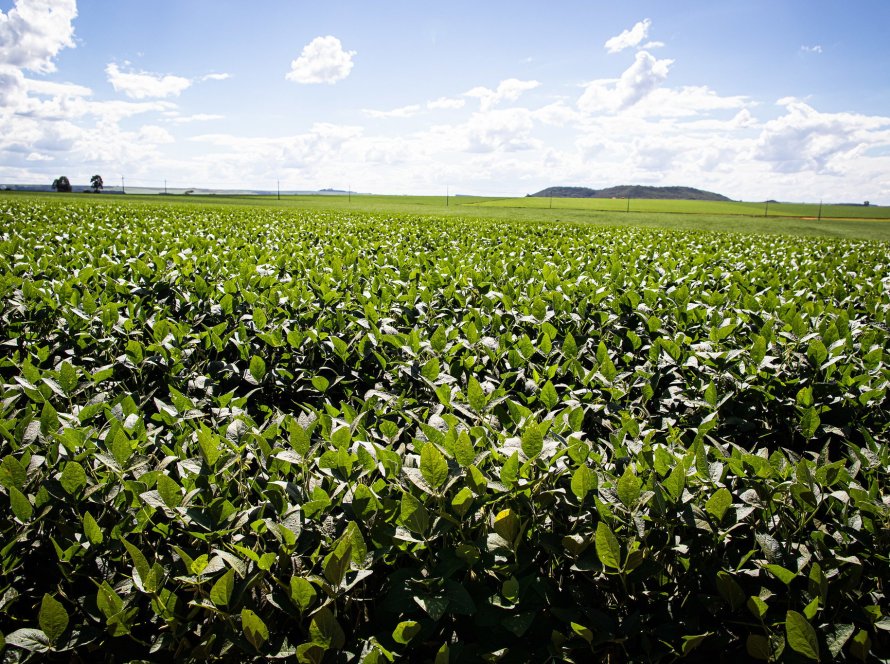 Expansão de área plantada de soja com Brasil deve ser "limitada" em 25/26, diz Rabobank