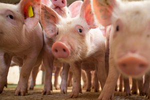 Exportações de carne suína crescem em agosto/25 e faturamento ultrapassa US$ 277 milhões