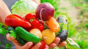 Exportações de hortifrúti crescem 28%