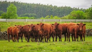 Mato Grosso registra recorde nas exportações de carne bovina