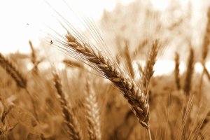Preços do trigo recuam com avanço da colheita e câmbio favorável