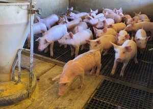 Sorriso e Campo Verde recebem Encontro Regional da Suinocultura de Mato Grosso