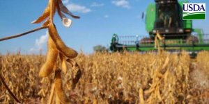 USDA: Colheita da soja começa nos EUA e chega a 5% da área, levemente acima da média do mercado