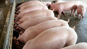ABPA: Exportações de carne suína alcançam maior volume mensal da história