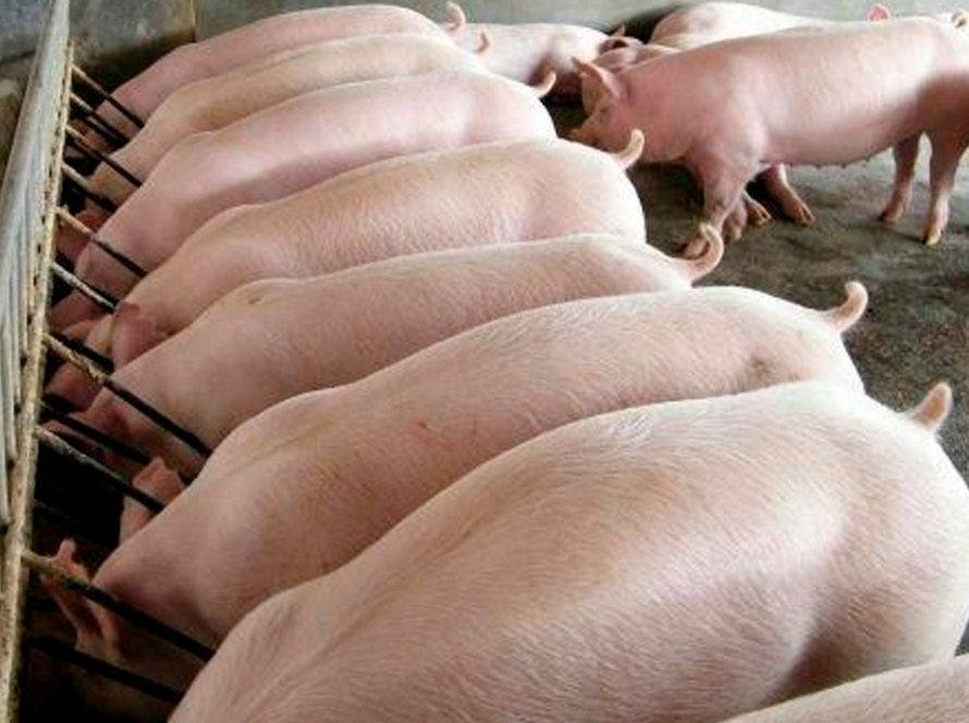 ABPA: Exportações de carne suína alcançam maior volume mensal da história