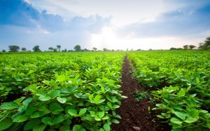 AgRural: Plantio de soja chega a 14% no Brasil com PR acelerado; MT também avança