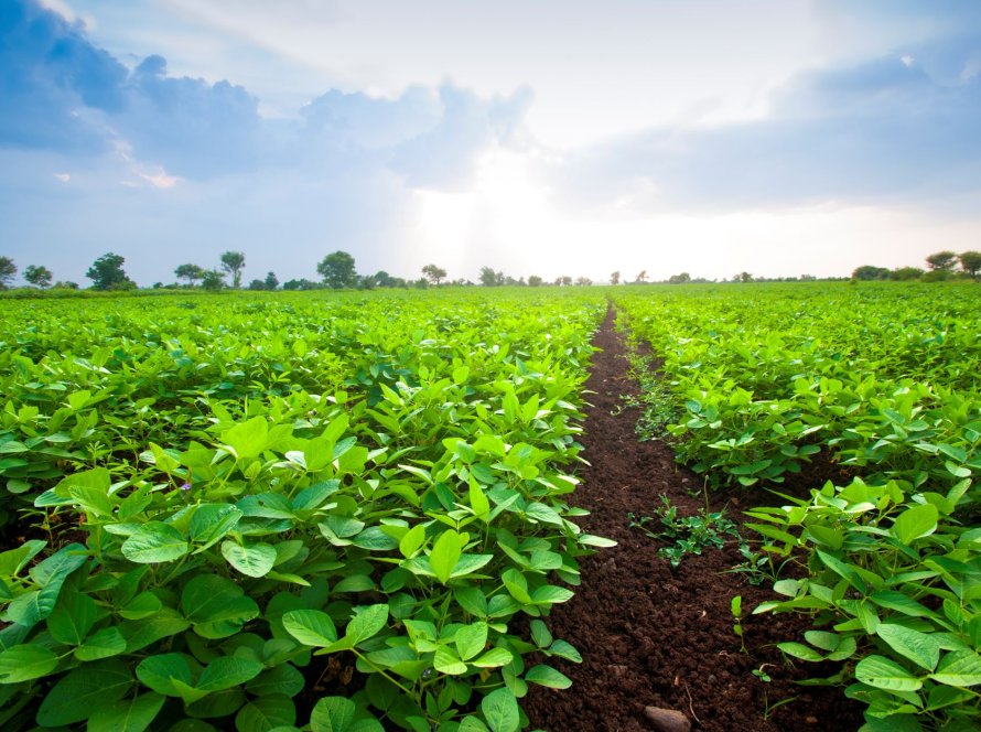 AgRural: Plantio de soja chega a 14% no Brasil com PR acelerado; MT também avança
