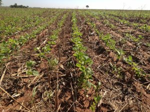 Com 30,9% da área plantada, safra de soja do Mato Grosso do Sul avança sob influência do La Niña