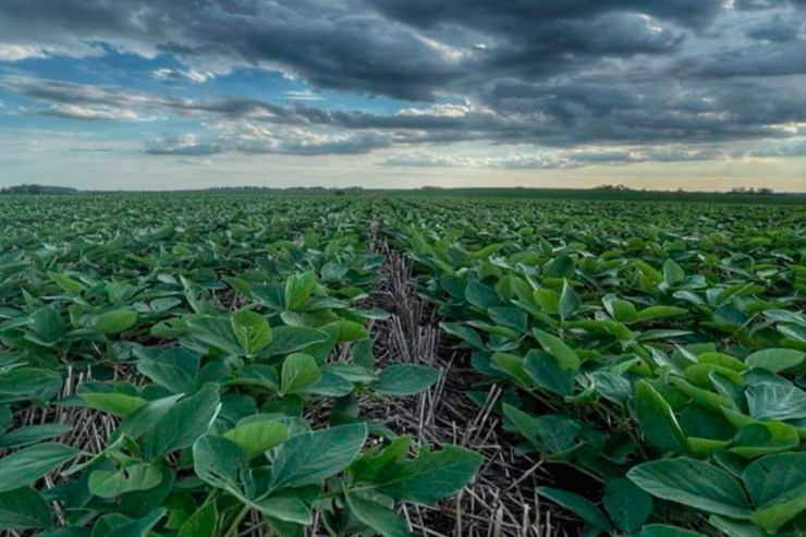 Depois da estiagem, primeiras chuvas trazem alívio às lavouras de verão