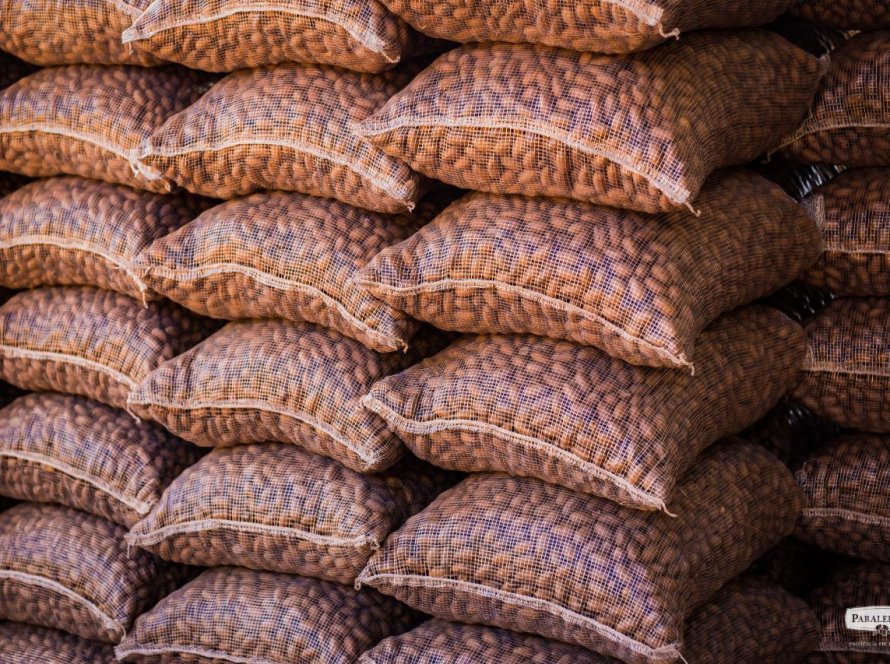 Enapecan 2025 inicia com debate sobre mercado interno e exportações da noz-pecã brasileira