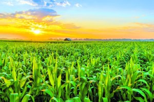 Estoques de milho no Brasil devem crescer com nova safra e clima favorável