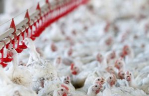 Exportação de carne de frango avança na média diária até a segunda semana de outubro/25, mas recua quase 12% nos preços