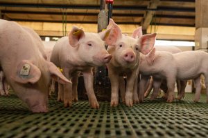 Exportações de carne suína crescem em ritmo diário, mas faturamento registra leve queda frente ano passado