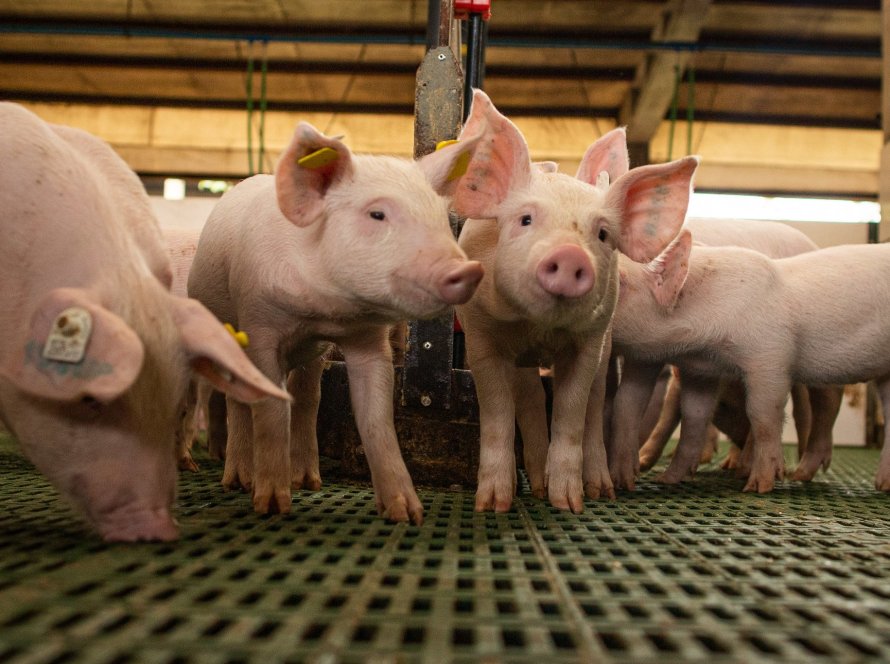 Exportações de carne suína crescem em ritmo diário, mas faturamento registra leve queda frente ano passado