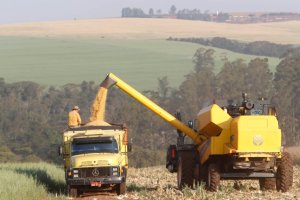 Fretes de milho registram queda após colheita da segunda safra