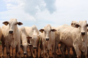 Mercado do boi gordo encerra a semana em alta no mercado físico sustentado pela firmeza nas exportações