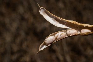 Mercado do feijão mantém frágil equilíbrio em outubro, com oferta controlada e consumo contido